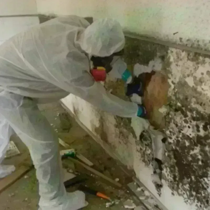 Mold Remediation and Removal in Bluffton, IN